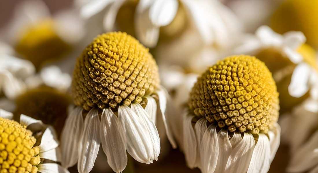 Chicas locales con habilidades en masajes en Mexico, San Jeronimo Ixtepec