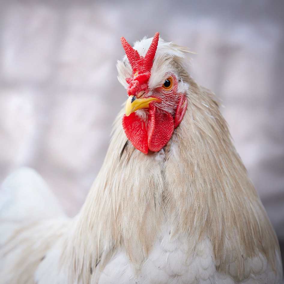 Private chicks en Equatorial Guinea, Ebebiyin
