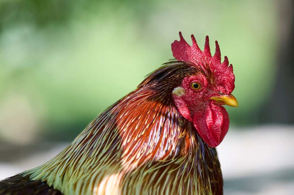 Private chicks en Honduras, Tocoa