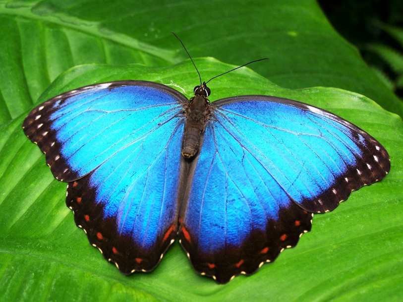 Puta discreta y sensual en Malaysia, Ipoh