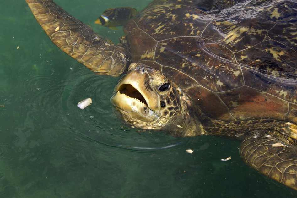 Putas cerca tuyo en Dominican Republic, Rio Grande