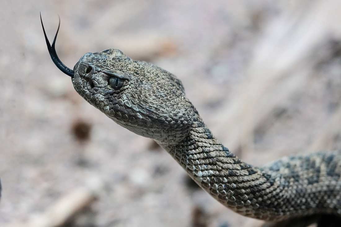 Rata en el bolsillo en Panama, Nuevo Arraijan