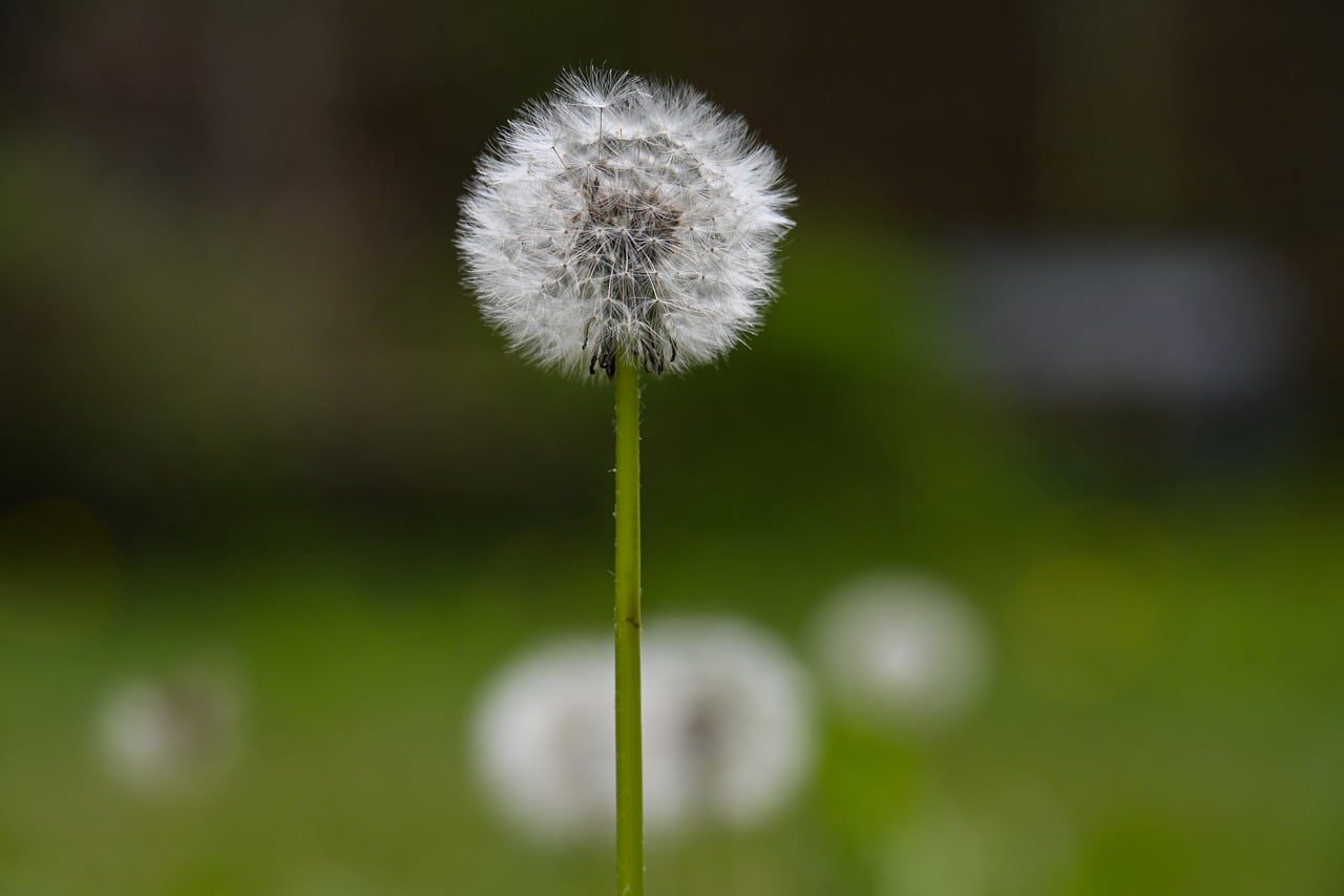 Viudas con estilo elegante en Angola, Menongue